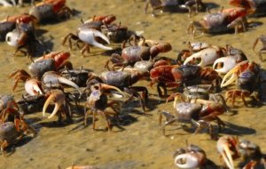 Fiddler Crab HD Background