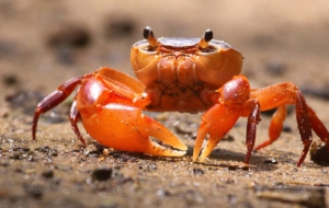 Fiddler Crab HD Desktop