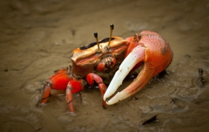 Fiddler Crab HD Wallpaper