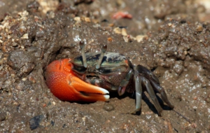 Fiddler Crab High Definition Wallpapers