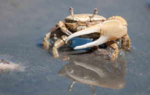 Fiddler Crab For Desktop