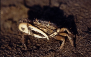 Fiddler Crab Full HD