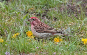 Finch Computer Wallpaper