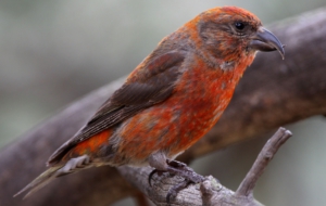 Finch Desktop Wallpaper