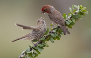 Finch For Desktop Background