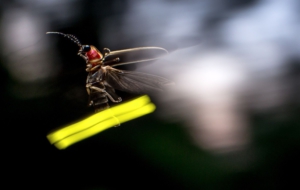 Firefly Computer Wallpaper