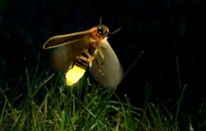 Firefly HD Wallpaper