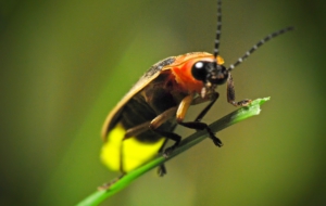 Firefly High Definition