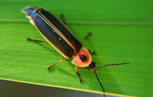 Firefly High Definition Wallpapers