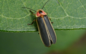 Firefly High Quality Wallpapers