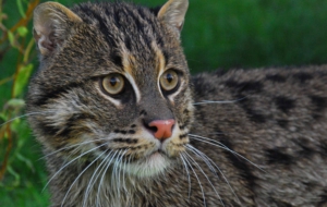 Fishing Cat Full HD