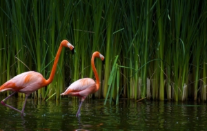 Flamingo Desktop Images