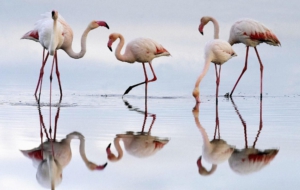 Flamingo Desktop Wallpaper