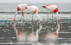 Flamingo Download