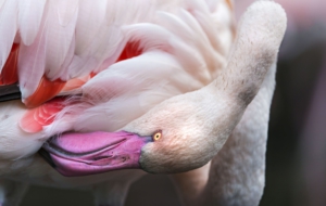 Flamingo Download Free Backgrounds HD