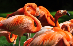 Flamingo Free Download