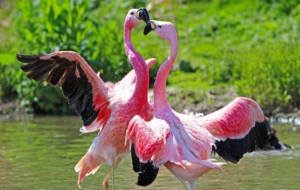 Flamingo Free HD Wallpapers