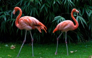 Flamingo HD