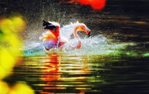 Flamingo High Definition