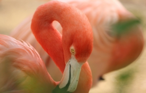 Flamingo For Desktop Background