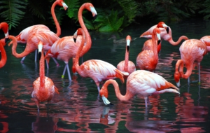 Flamingo Free Images