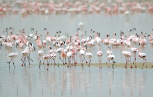 Flamingo Full HD