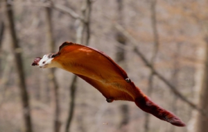 Flying Squirrel 4K