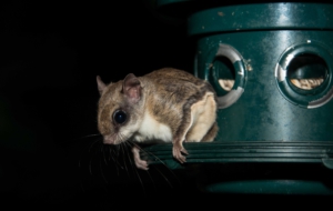 Flying Squirrel Background