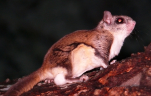 Flying Squirrel Computer Backgrounds