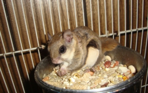 Flying Squirrel Computer Wallpaper