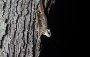 Flying Squirrel Desktop