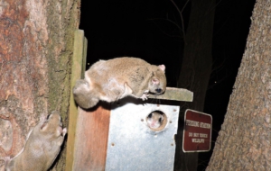 Flying Squirrel HD Wallpaper