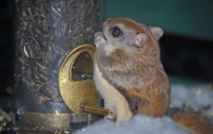 Flying Squirrel High Definition