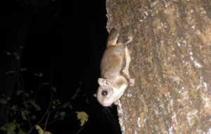 Flying Squirrel High Quality Wallpapers