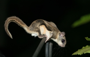 Flying Squirrel For Desktop