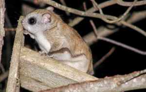Flying Squirrel Full HD
