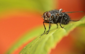 Flying Insects Background