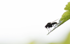 Flying Insects Computer Backgrounds