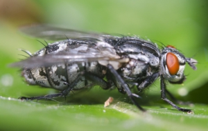 Flying Insects Desktop Images