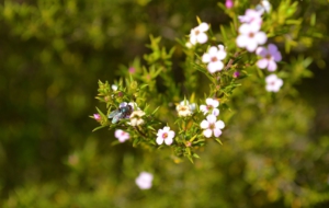 Flying Insects Free HD Wallpapers