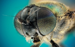 Flying Insects High Definition Wallpapers