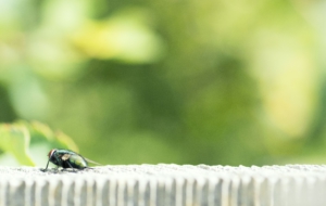 Flying Insects Wallpaper For Computer