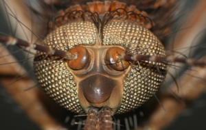 Flying Insects Wallpapers