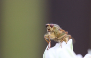 Flying Insects Free Images