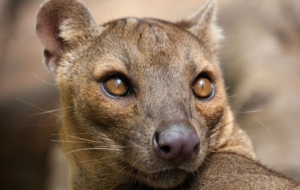 Fossa Background