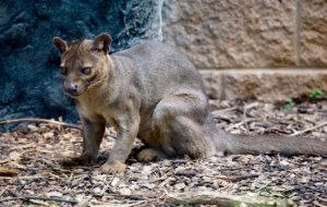 Fossa Computer Backgrounds