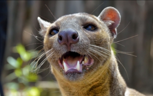 Fossa Computer Wallpaper