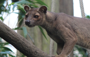 Fossa Desktop Images