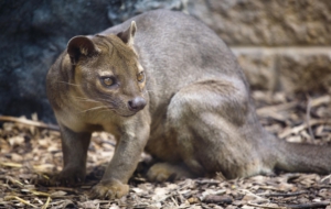 Fossa Desktop Wallpaper
