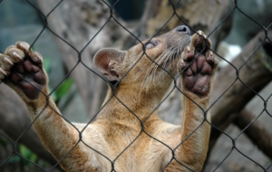 Fossa Download